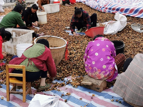 茶籽油（可蘑菇视频APP下载安装黄）