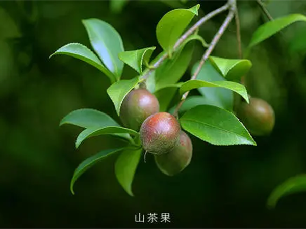 茶籽油（可蘑菇视频APP下载安装黄）