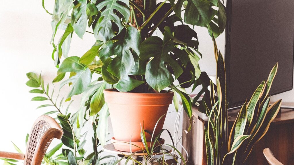 Best Indoor Plants for Beginners That Are Hard to Kill
