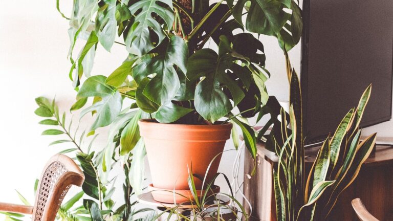 Best Indoor Plants for Beginners That Are Hard to Kill