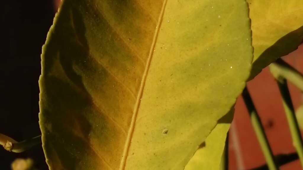 Why Are My Plant Leaves Turning Yellow? Reasons Explained