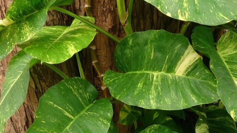 How to Propagate Pothos at Home: Step by Step Guide