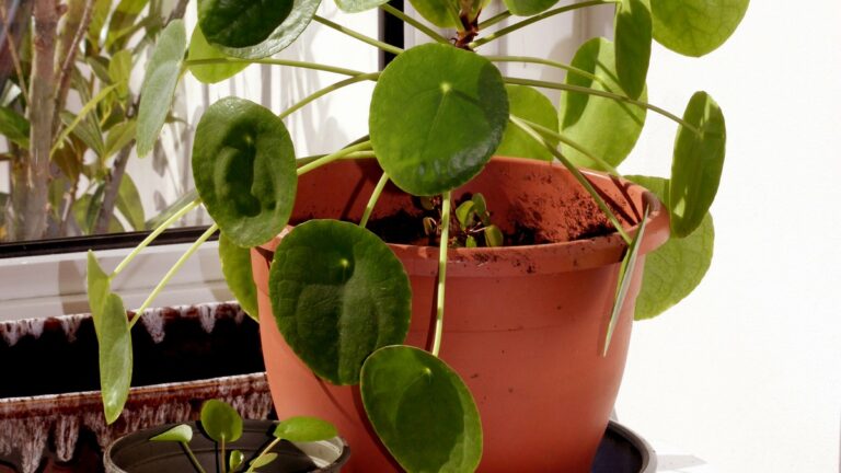 Best Small Indoor Plants for Apartment Living Best Small Indoor Plants for Apartment Living