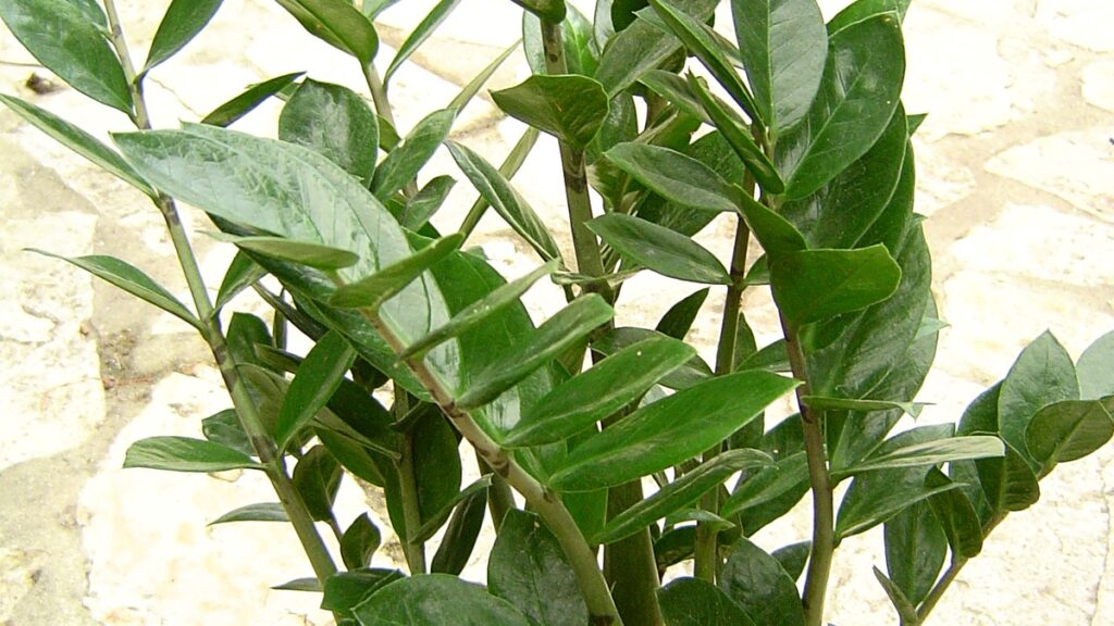 Best Indoor Plants for Low Light Dark Rooms: Complete Shade Guide