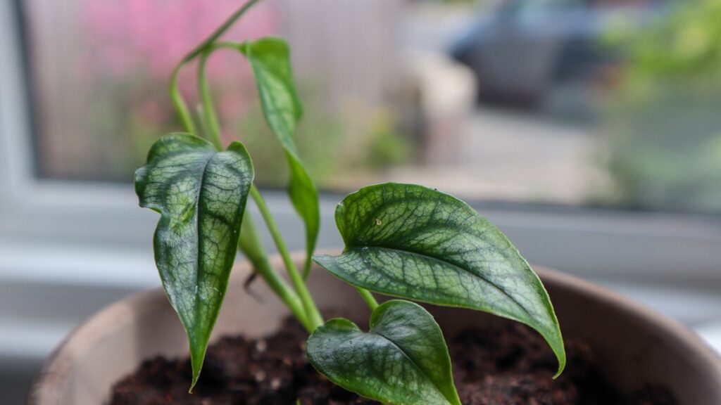 How to Repot a Houseplant